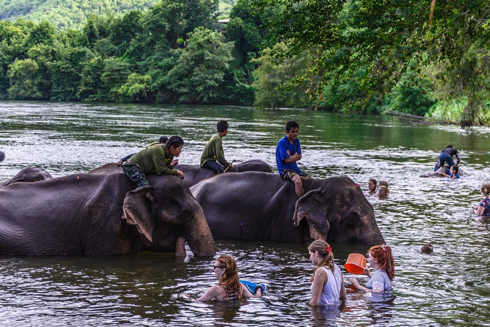 elephantbathing
