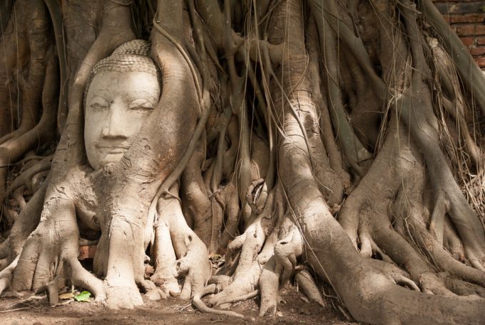 Buddha Head in Tree Roots at Wat Mahathat, the Glorious of Ayutthaya Fair light and sound show venue